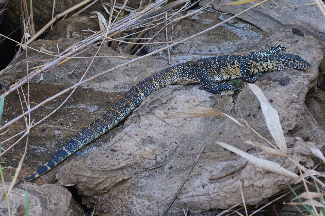 Varanus niloticus